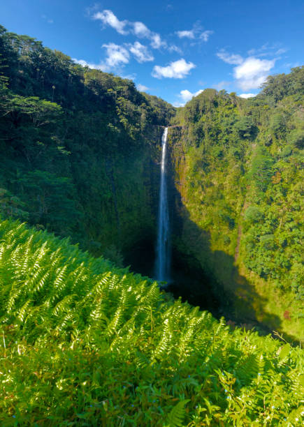 istock Vertical view of Akaka Falls 1222244820
