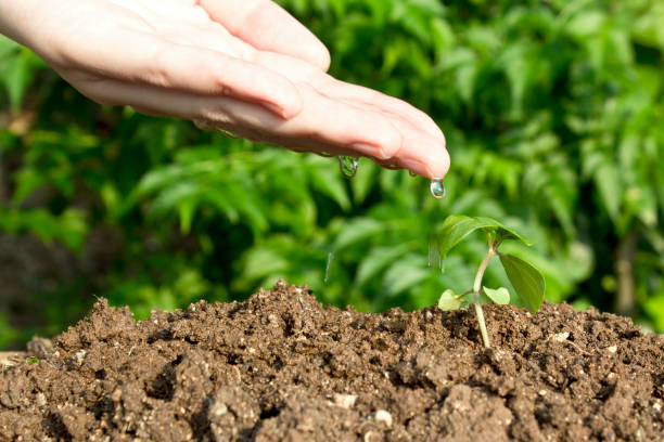 istock Hand watering young plant in growing. 1222245907