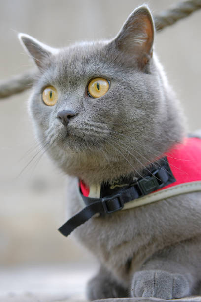 istock British shorthair cat 1222246248