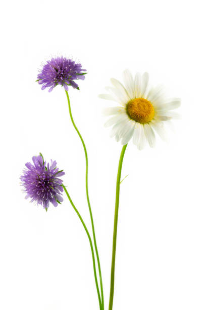 istock Blooming daisy flower and Scabiosa columbaria 1222246268