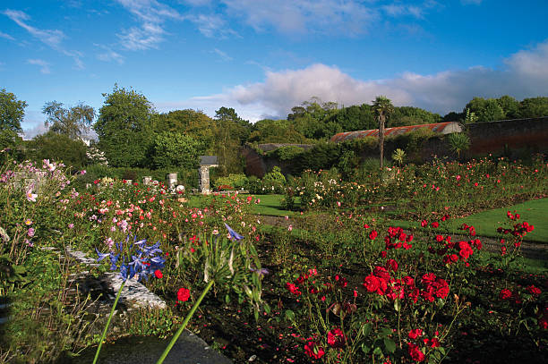 istock Rose Garden In Ireland 122224653