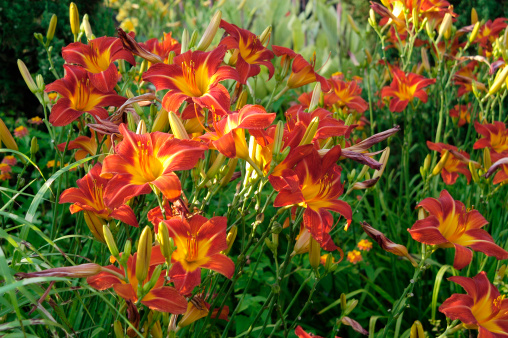 Daylilies captured from a garden in the summer sunshine.