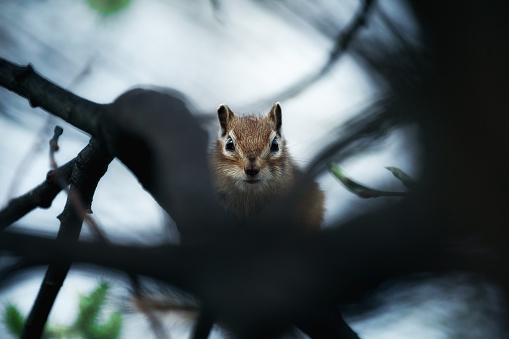 A nervous chipmunk sits on a branch and looks incredulously.