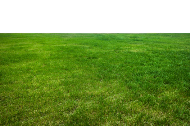Green grass field on mountain isolated on white background. stock photo