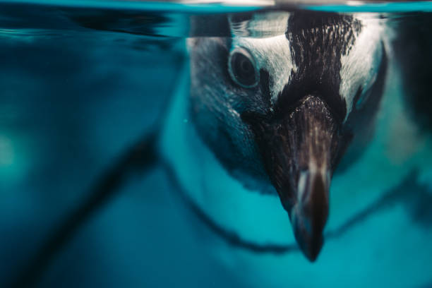 african penguin looking at camera - cape town jackass penguin africa animal imagens e fotografias de stock