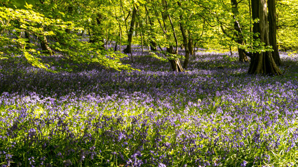 istock Bluebells woodland forest in spring 1222247909