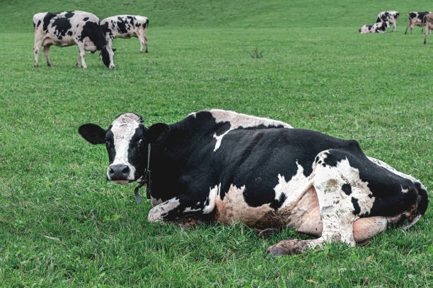 istock Surprised cow lying on the grass. 1222247945