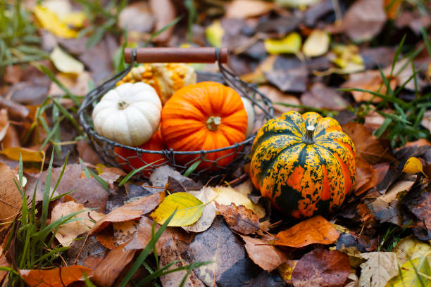 istock Pumpkins and autumn leaves, selective focus 1222249538