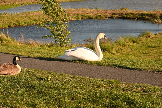 istock Swan and Canadian Goose 1222250203