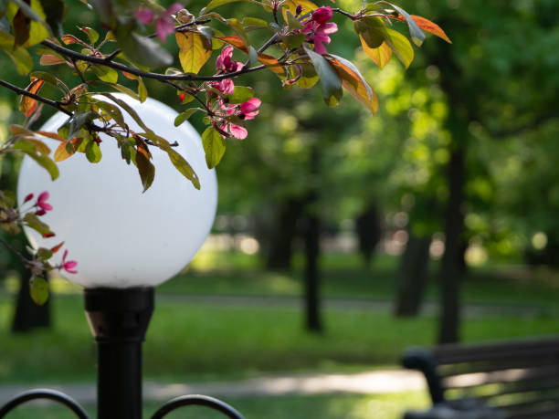 istock Cherry (sakura) blossom trees in the park (garden), pink flowers. 1222250962