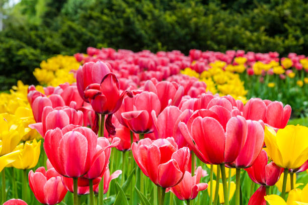 Tulips garden at Ottawa's tulip festival stock photo