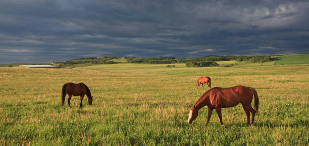 panorama von drei pferden, die auf wiesemittieren mit dramatischen sturmwolken - horse panoramic scenics prairie stock-fotos und bilder