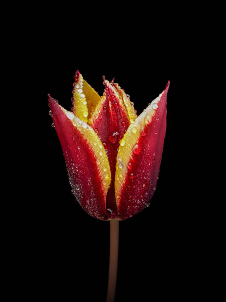 istock Red and Yellow Tulip with Raindrops on Black 1222251274