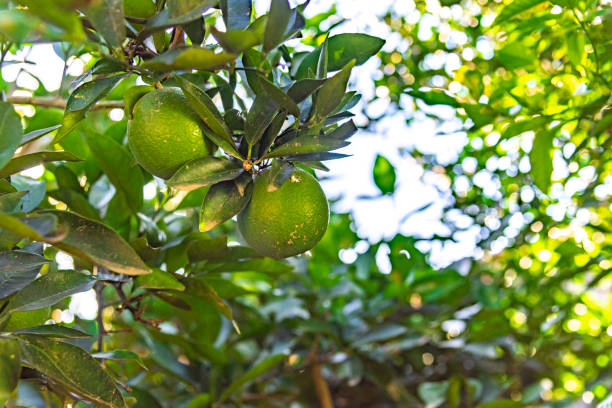 istock Citrus limon. Fruitful tree. green orange for juice preparation 1222251324