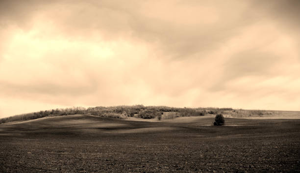 istock A lonely tree on a plowed spring field and a dramatic sky. Monochrome gold. 1222251372
