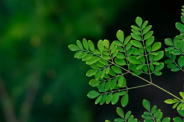 Fresh Moringa tree leaf close up background