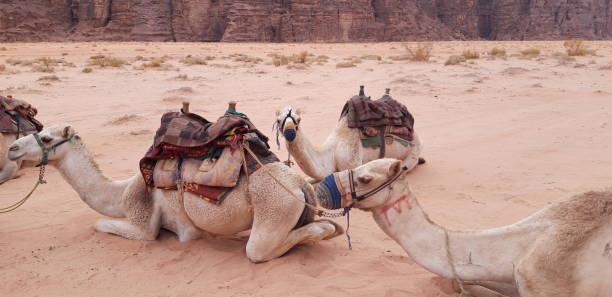 istock Camels, Wadi Rum, Jordan 1222251531