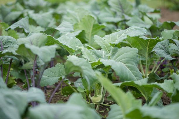Crops planted in soil get ripe under sun. Cultivated land close up with sprout. Agriculture plant growing in bed row. Green natural food crop.
