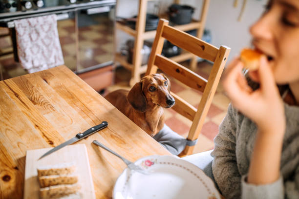 istock Having Breakfast With Her Dachshund Dog 1222252387