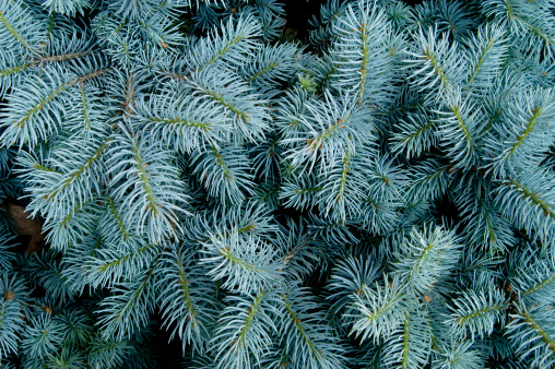 Brilliant Blue-Green Blue Spruce to Use as Detail or Plant Background