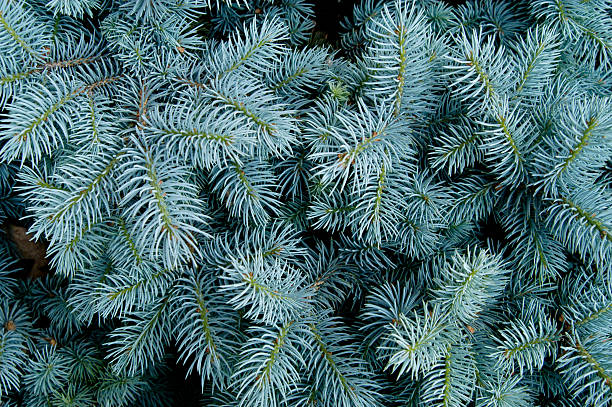 Blue Spruce Backround stock photo