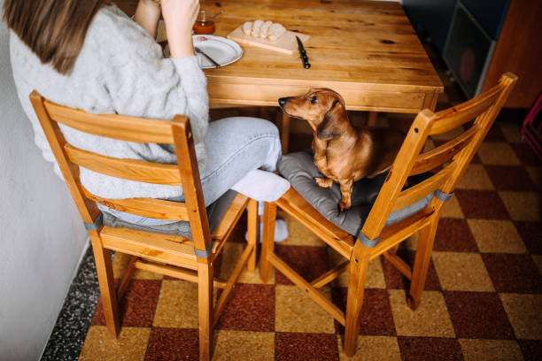 istock Having Breakfast With Her Dachshund Dog 1222252639