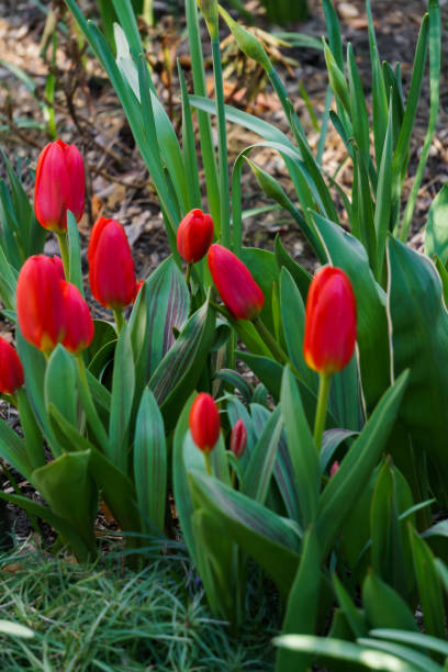 istock Red tulips on a flowerbed in a spring garden. 1222252967