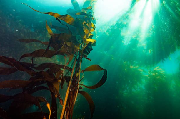 istock Underwater sea kelp and light rays 1222253728