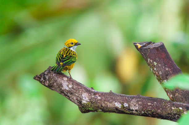 żółty i zielony tropikalny ptak na gałęzi w lesie deszczowym, ekwador - coram zdjęcia i obrazy z banku zdjęć