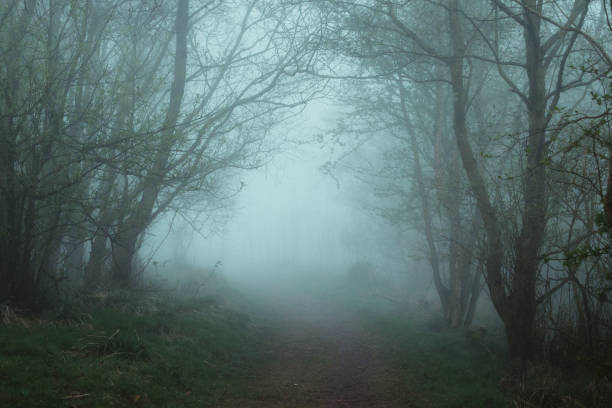 istock Path in the forest on a foggy morning 1222255897