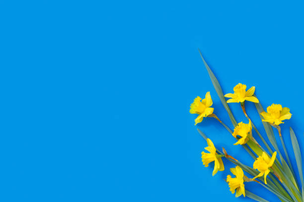 istock Set of beautiful yellow daffodils lie on blue background. 1222256202