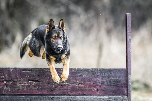 Dog jump over hurdle or barrier. German sheperd animal training place.