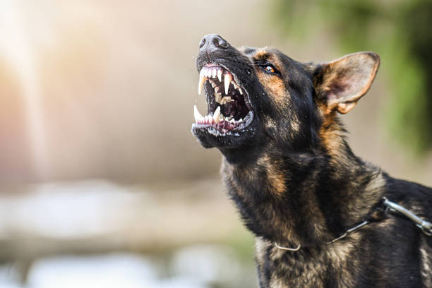 Aggressive dog shows dangerous teeth. German sheperd attack head detail. stock photo