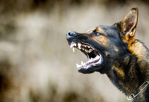 Perro agresivo muestra dientes peligrosos. Detalle de la cabeza de ataque de pastor de bando alemán. photo