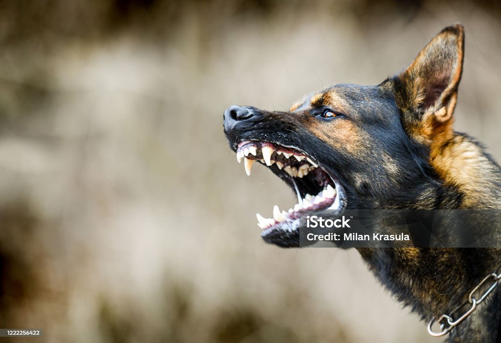 Aggressive dog shows dangerous teeth. German sheperd attack head detail. Dog Stock Photo