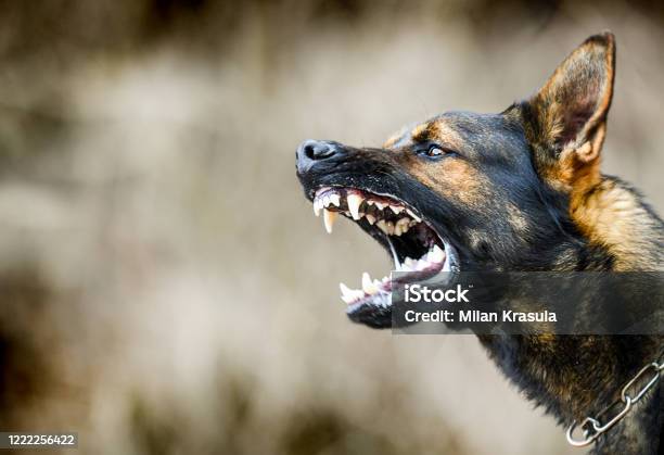 Aggressive Dog Shows Dangerous Teeth German Sheperd Attack Head Detail Stock Photo - Download Image Now