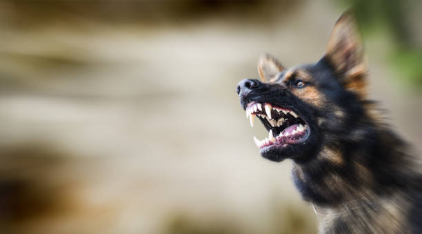 istock Aggressive dog shows dangerous teeth. German sheperd attack head detail. 1222256457