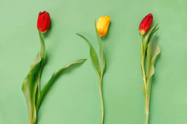 istock Three yellow and red tulips on delicate green background 1222257177
