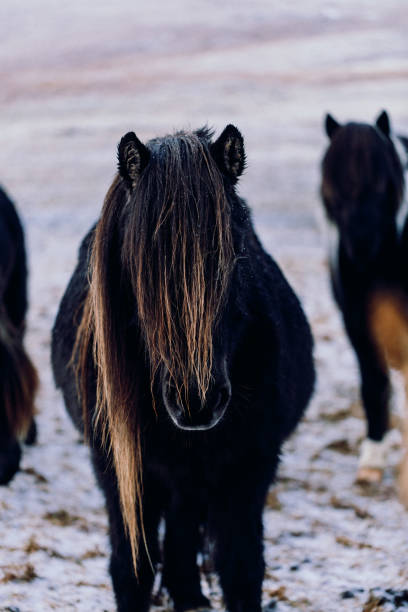 istock Horses in Iceland 1222257197