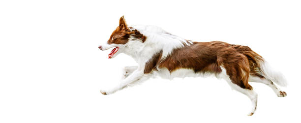 istock Dog run side view. Young brown white border collie jump on meadow. 1222257644