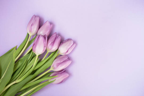 istock Purple tulips on the purple background 1222257817
