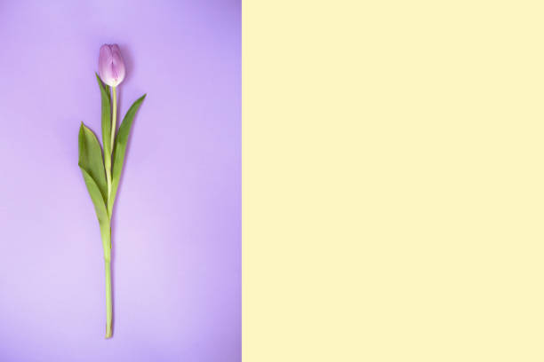 istock Purple tulips on the purple background 1222257825