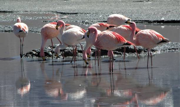 istock Flamingo, Uyuni, Bolivia, Bird 1222258104