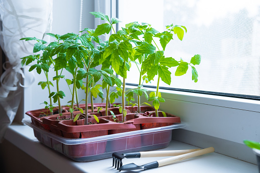 Young tomato seedlings in pots on white window. How to growing food at home on windowsill. sprouts green plant and home gardening