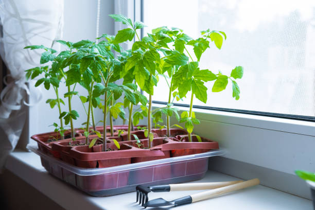 Young tomato seedlings in pots on white window. How to growing food at home on windowsill. sprouts green plant and home gardening stock photo
