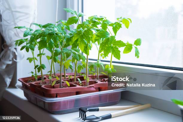 Young Tomato Seedlings In Pots On White Window How To Growing Food At Home On Windowsill Sprouts Green Plant And Home Gardening Stock Photo - Download Image Now