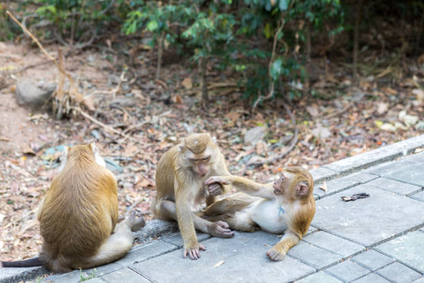 istock Three monkeys sit on the way to monkey mountain 1222259181
