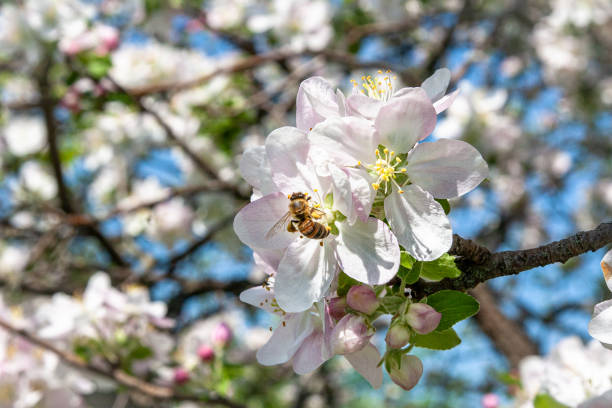 Bee pollinating flowers of an apple tree at springtime.