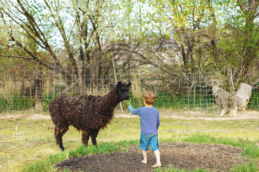 In Western USA Pre School Age Boy Feeding an Alpaca and Enjoying Farm Life (Shot with Canon 5DS 50.6mp photos professionally retouched - Lightroom / Photoshop - original size 5792 x 8688 downsampled as needed for clarity and select focus used for dramatic effect)