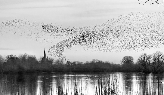 huge numbers of starlings flock together in the evening just before roosting